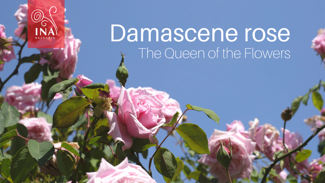 This is why you want Liquid GOLD in your skin&hair care products - The Queen of the Flowers by InaEssentials