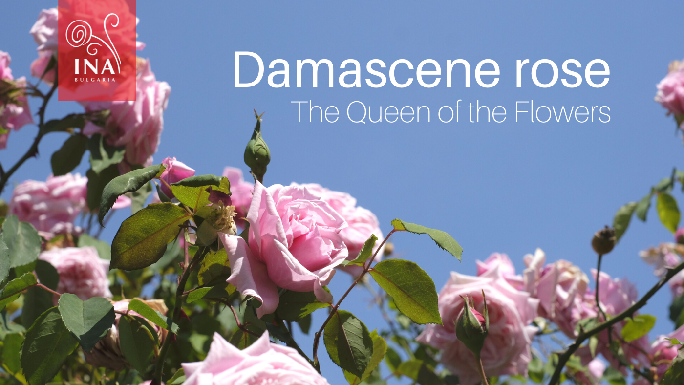 This is why you want Liquid GOLD in your skin&hair care products - The Queen of the Flowers by InaEssentials