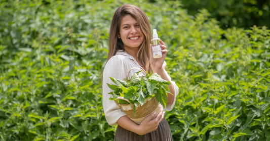 wild nettle for hair care