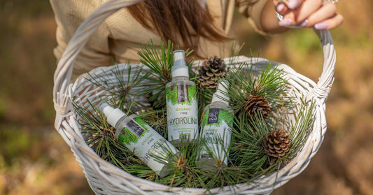 Scots pine Pinus sylvestris needles and Organic Scots Pine Water Hydrolina