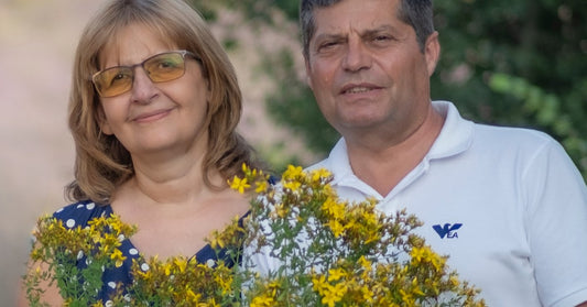 St. John's wort Hypericum perforatum harvested by the Ralchevi family