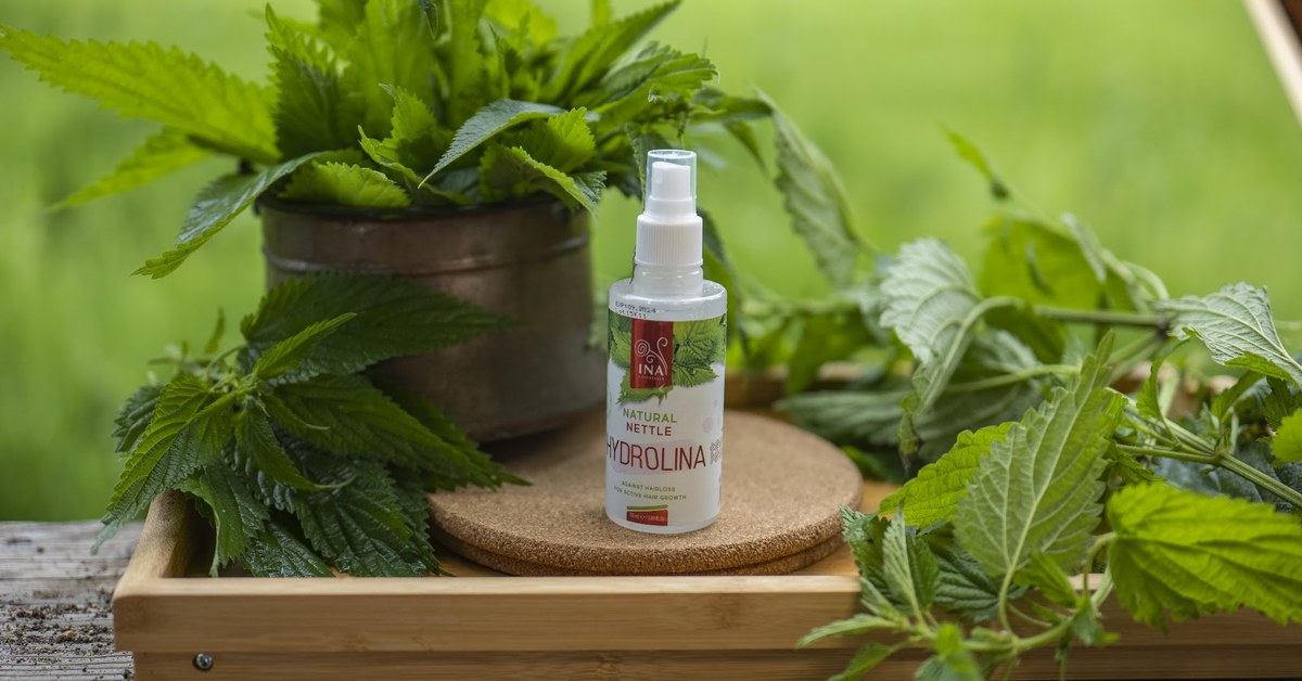 Wild nettle Urtica dioica and Wild Nettle Water Hydrolina