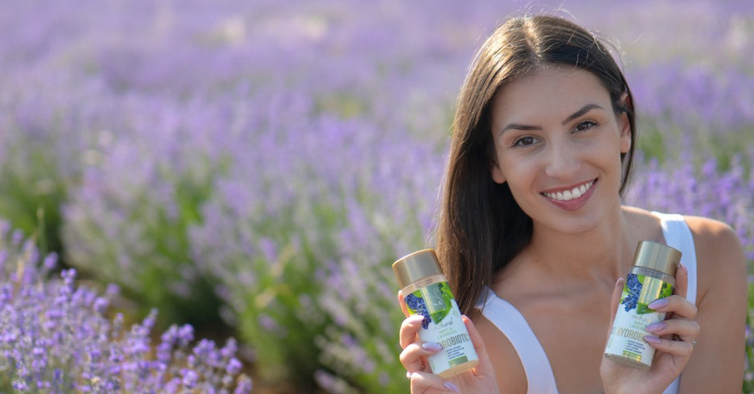 Lavender Lavandula angustifolia and Hydrobiotic Lavender & Mint in the lavender field