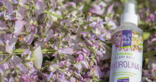 Clary sage Salvia sclarea and Organic Clary Sage Water Hydrolina